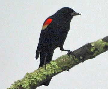 Red-winged Blackbird - Renee Lubert