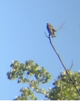 Broad-winged Hawk - Lindsey Mangham