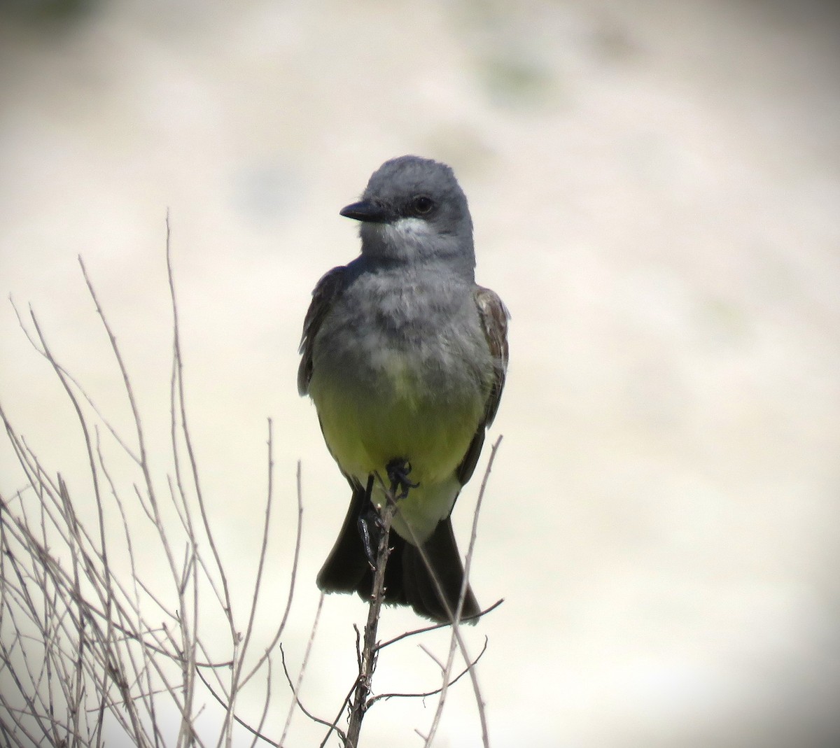 Cassin's Kingbird - ML618281986