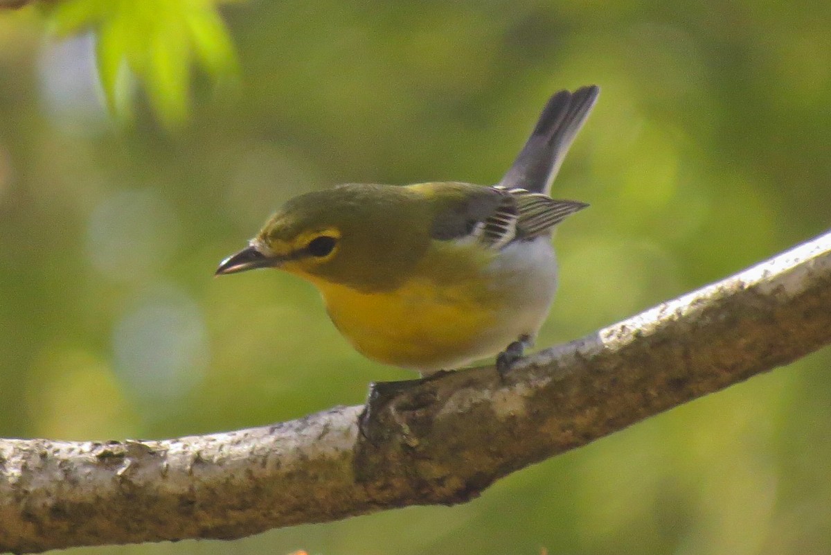 Yellow-throated Vireo - ML618281991