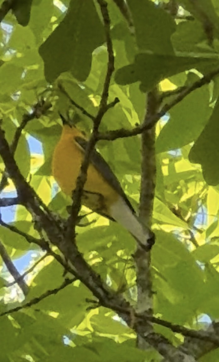 Prothonotary Warbler - Lindsey Mangham