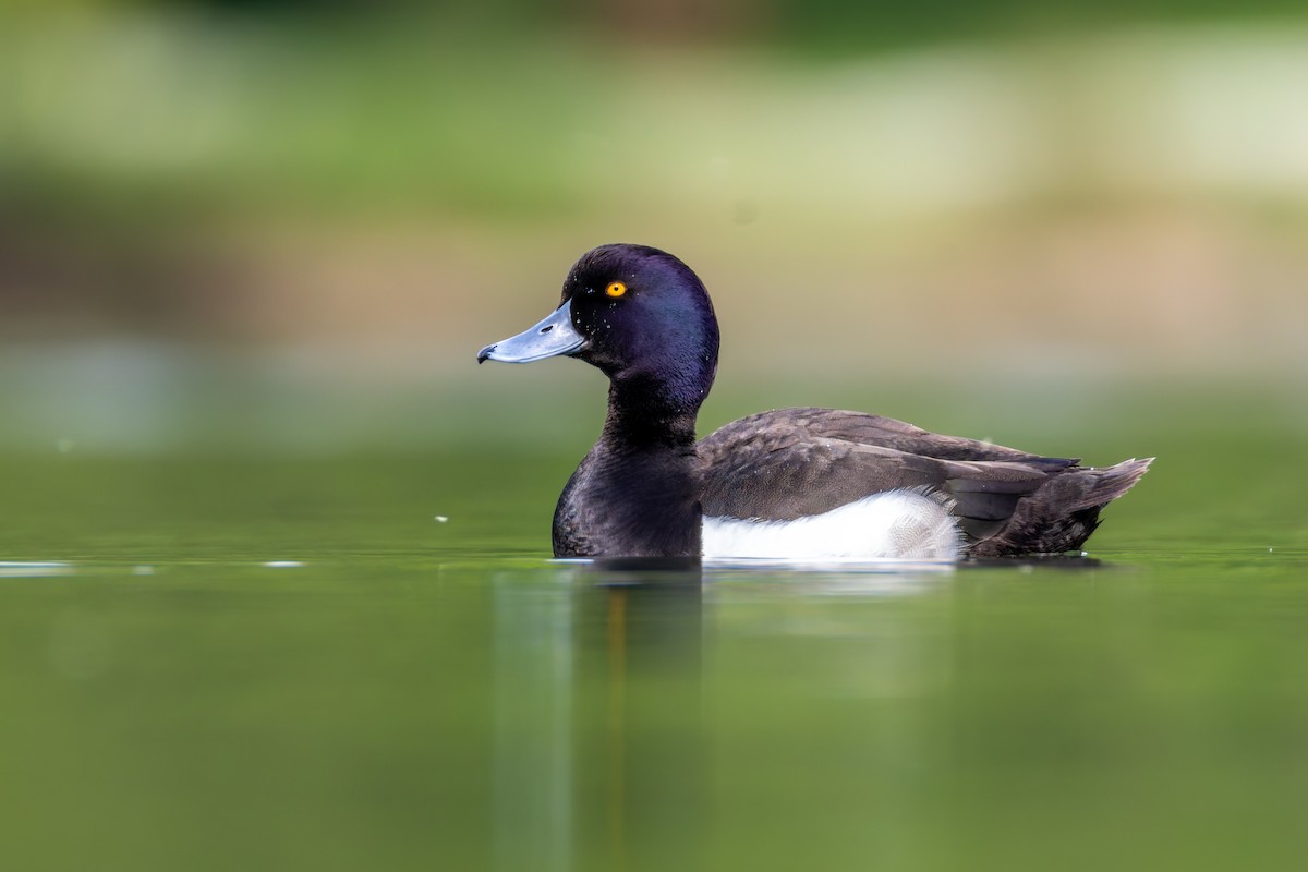 Tufted Duck - Alexis Lours