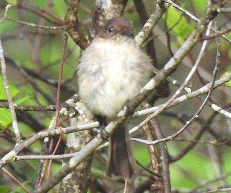 Eastern Phoebe - Renee Lubert