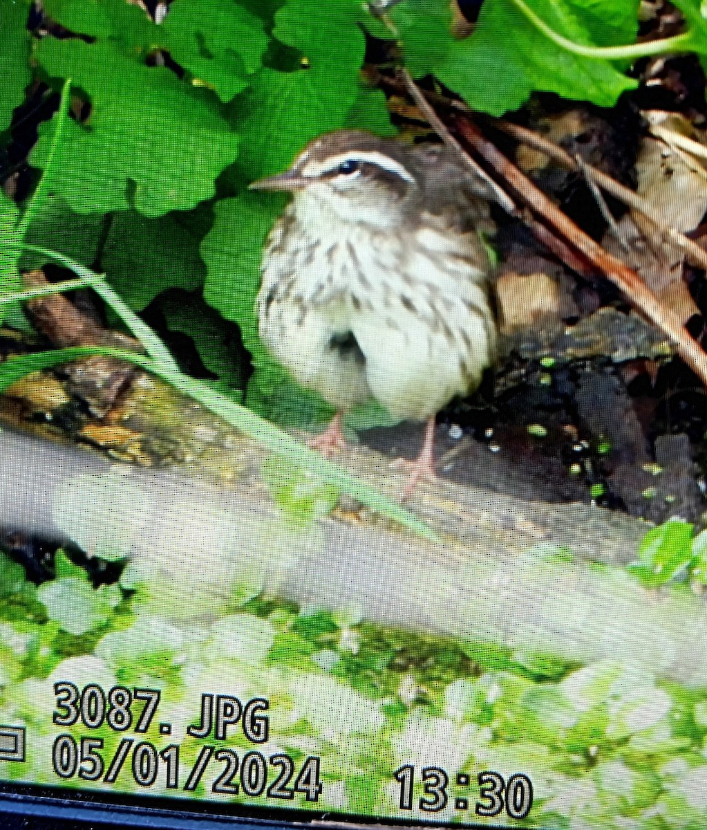 Louisiana Waterthrush - Doug Stratton