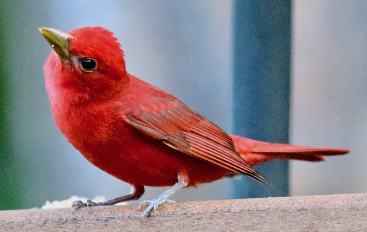 Summer Tanager - Lloyd Davis