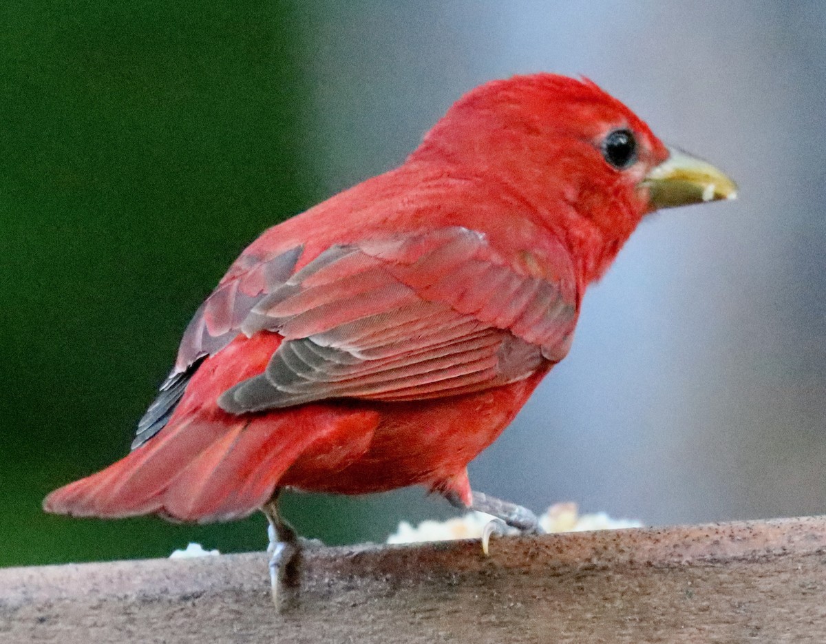 Summer Tanager - Lloyd Davis