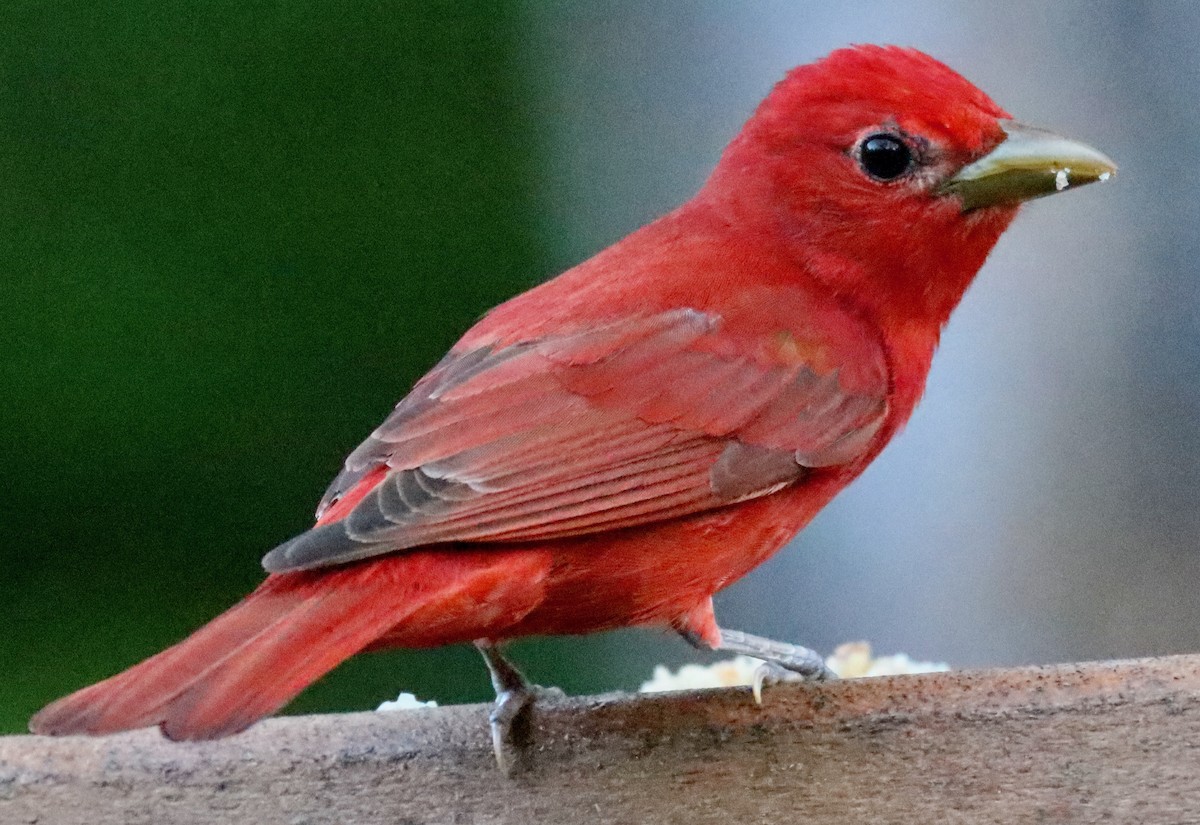 Summer Tanager - Lloyd Davis