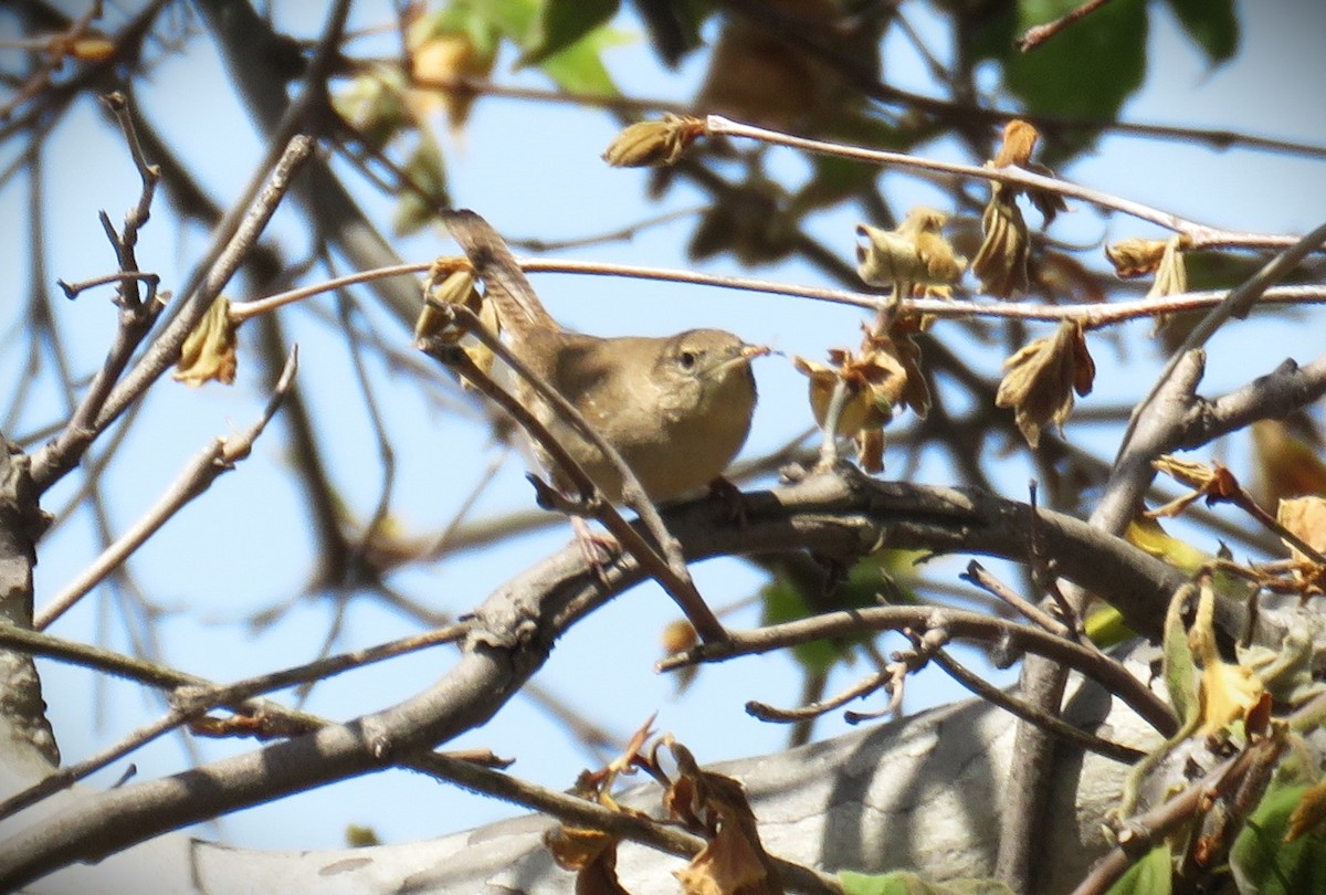 Northern House Wren (Northern) - ML618282074