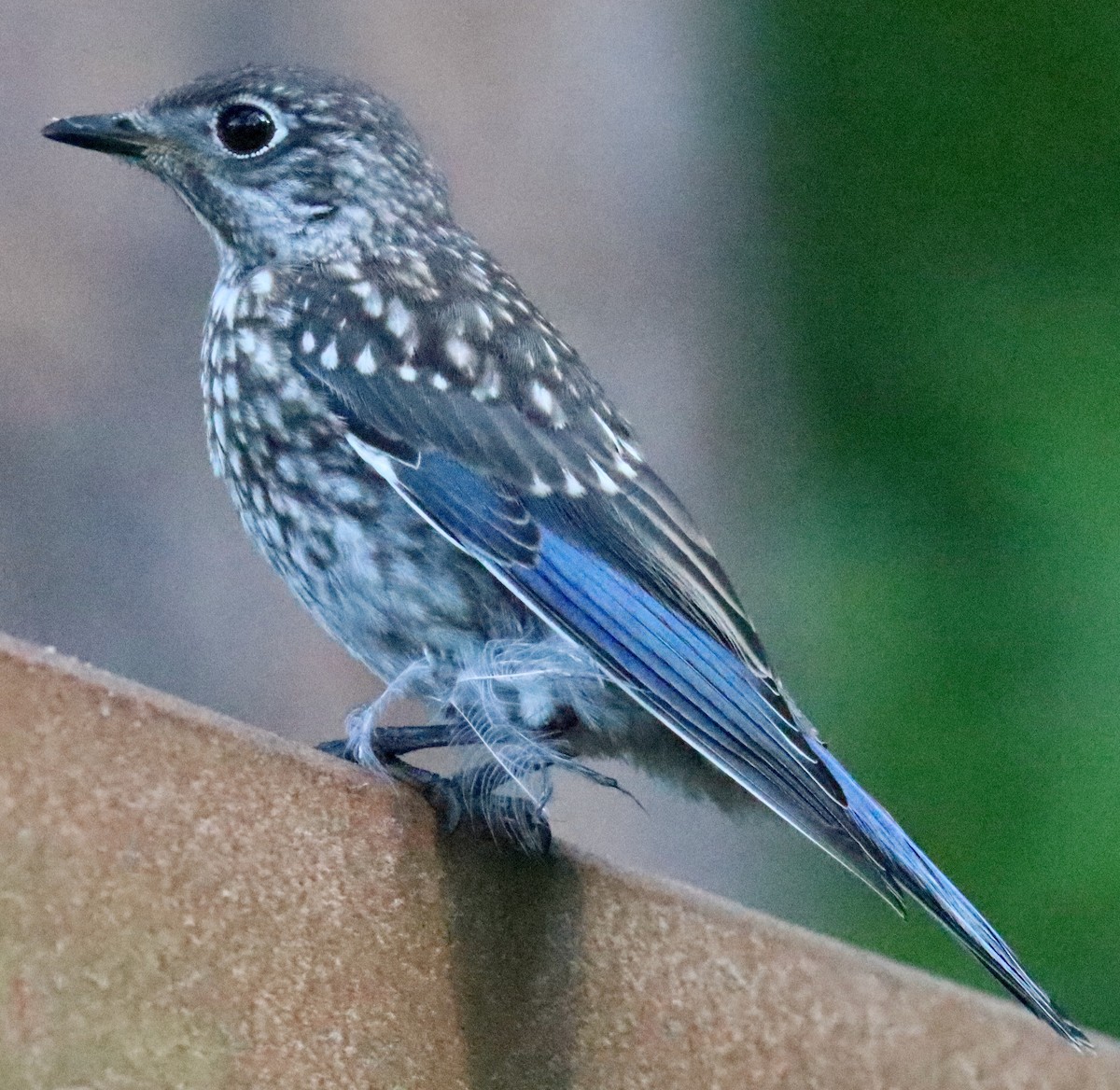 Eastern Bluebird - Lloyd Davis