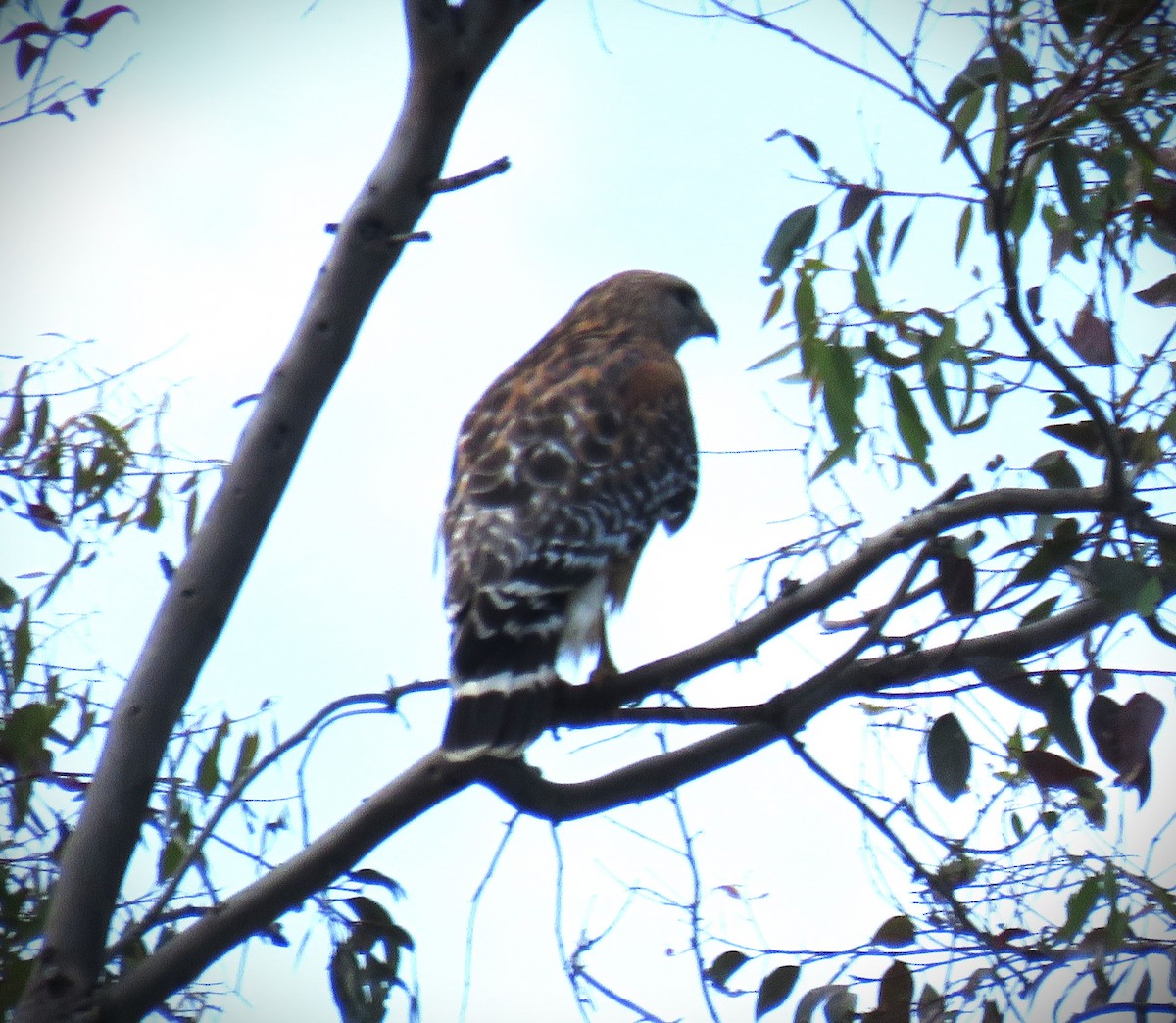 Red-shouldered Hawk (elegans) - ML618282095