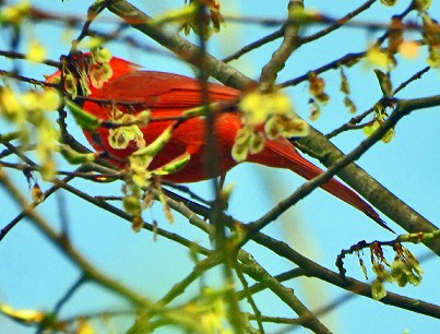 Northern Cardinal - Renee Lubert