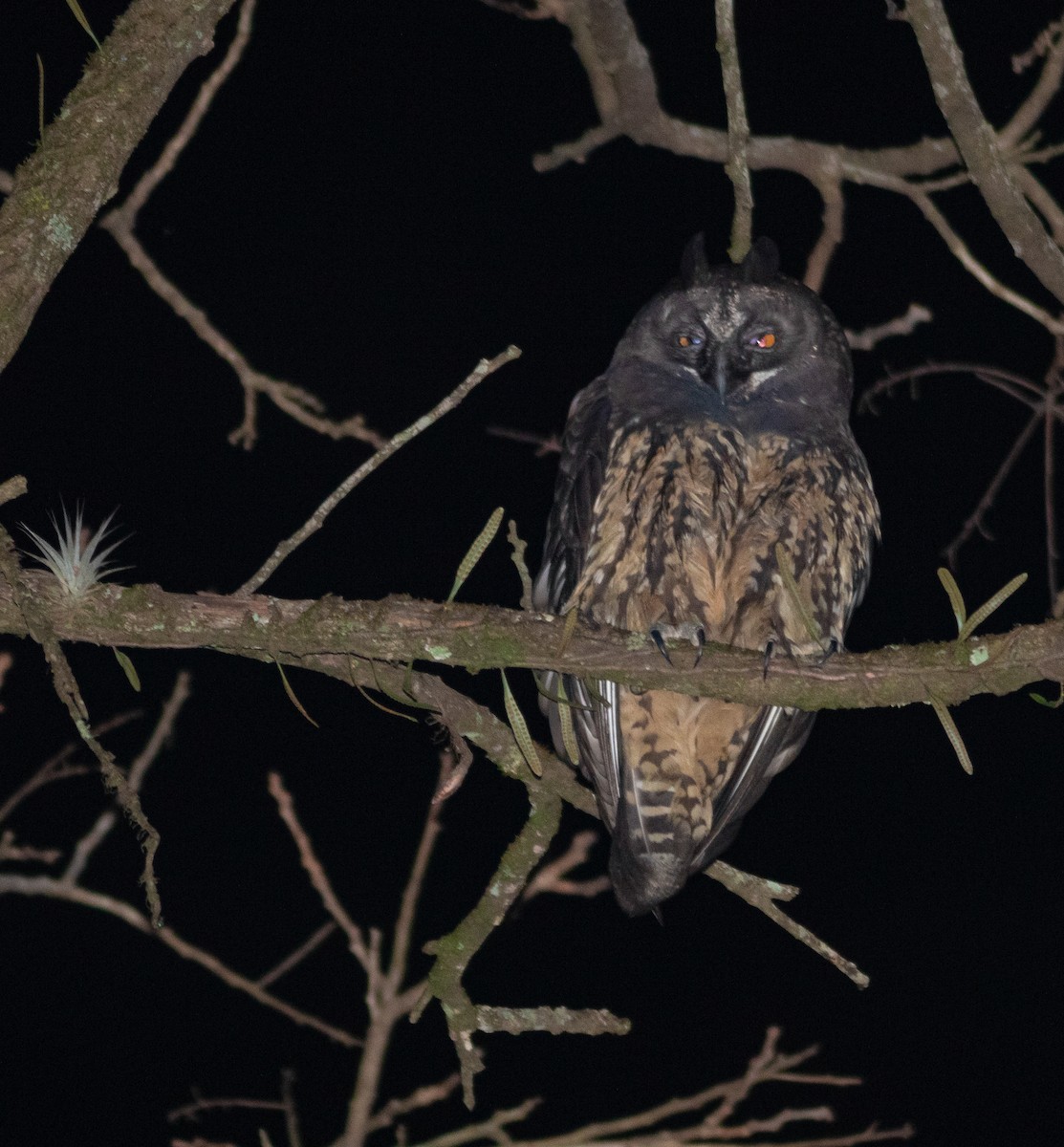 Stygian Owl - jesus  enrique