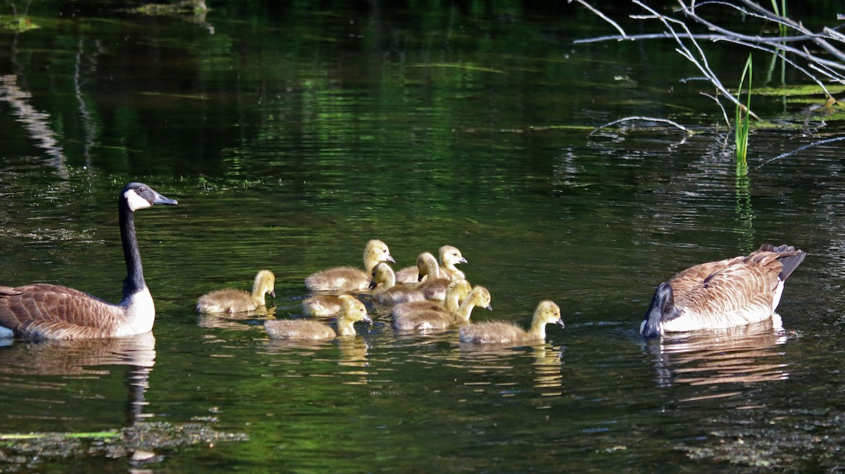 Canada Goose - Annie Aguirre