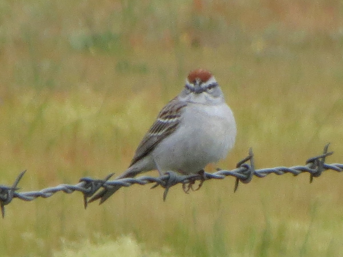 Chipping Sparrow - ML618282171