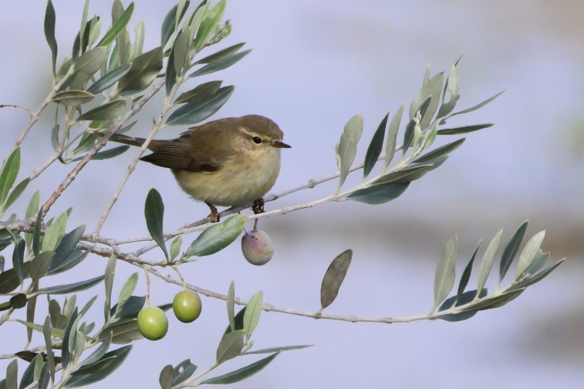 Common Chiffchaff - ML618282206