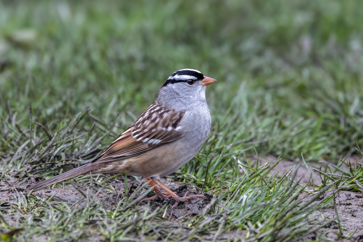White-crowned Sparrow - Norman Franke