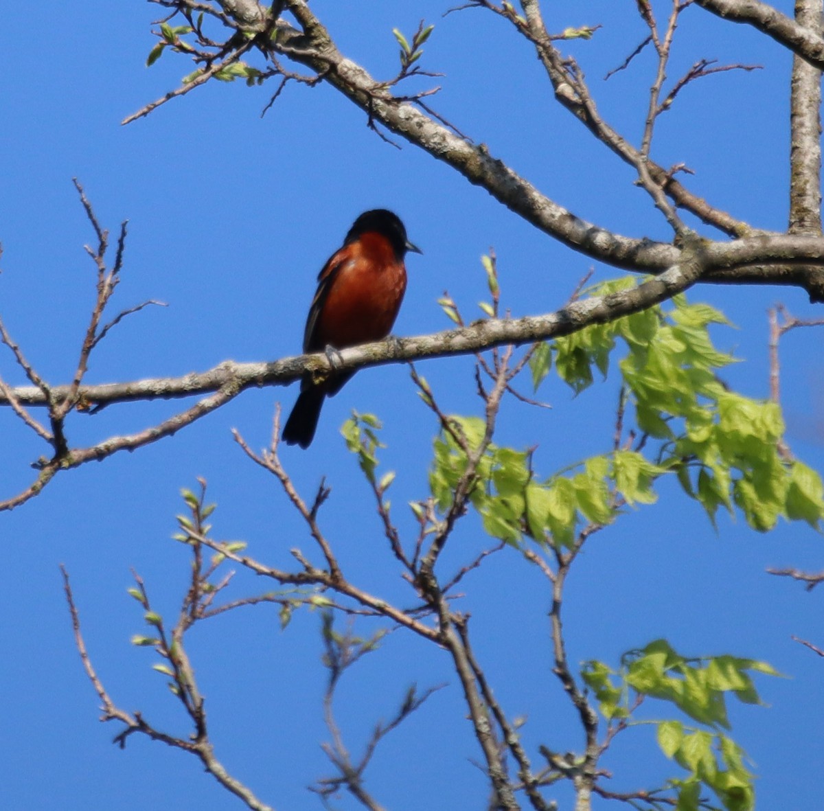 Orchard Oriole - Annie Aguirre