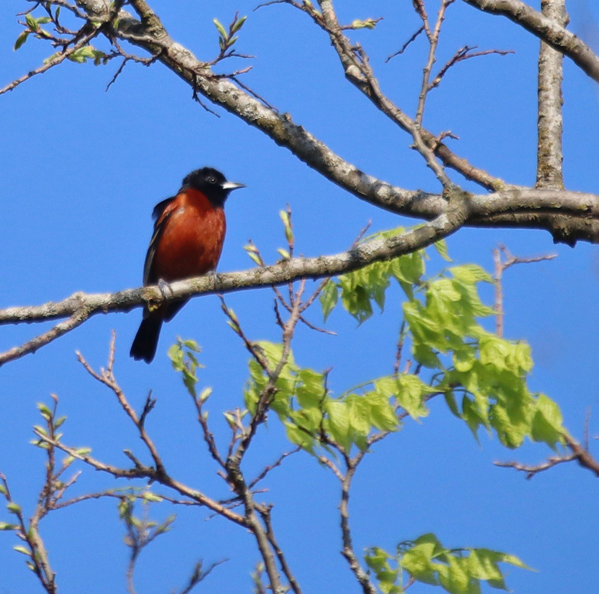 Orchard Oriole - Annie Aguirre