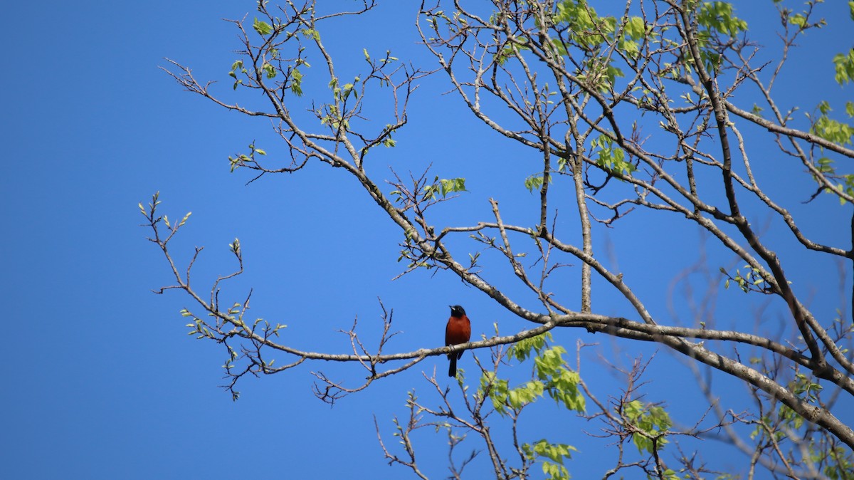 Orchard Oriole - ML618282214