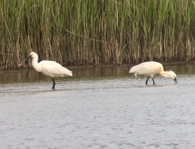 Eurasian Spoonbill - Patrick Finch