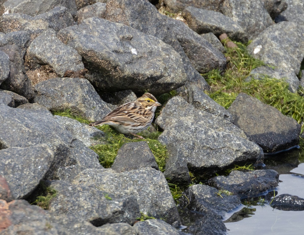 Savannah Sparrow (Savannah) - ML618282254