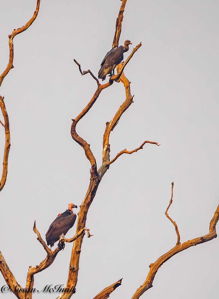 White-rumped Vulture - Susan Mac