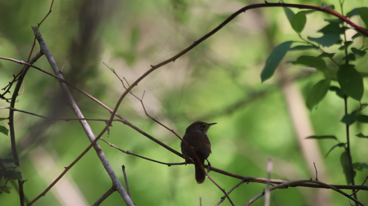 House Wren - ML618282284