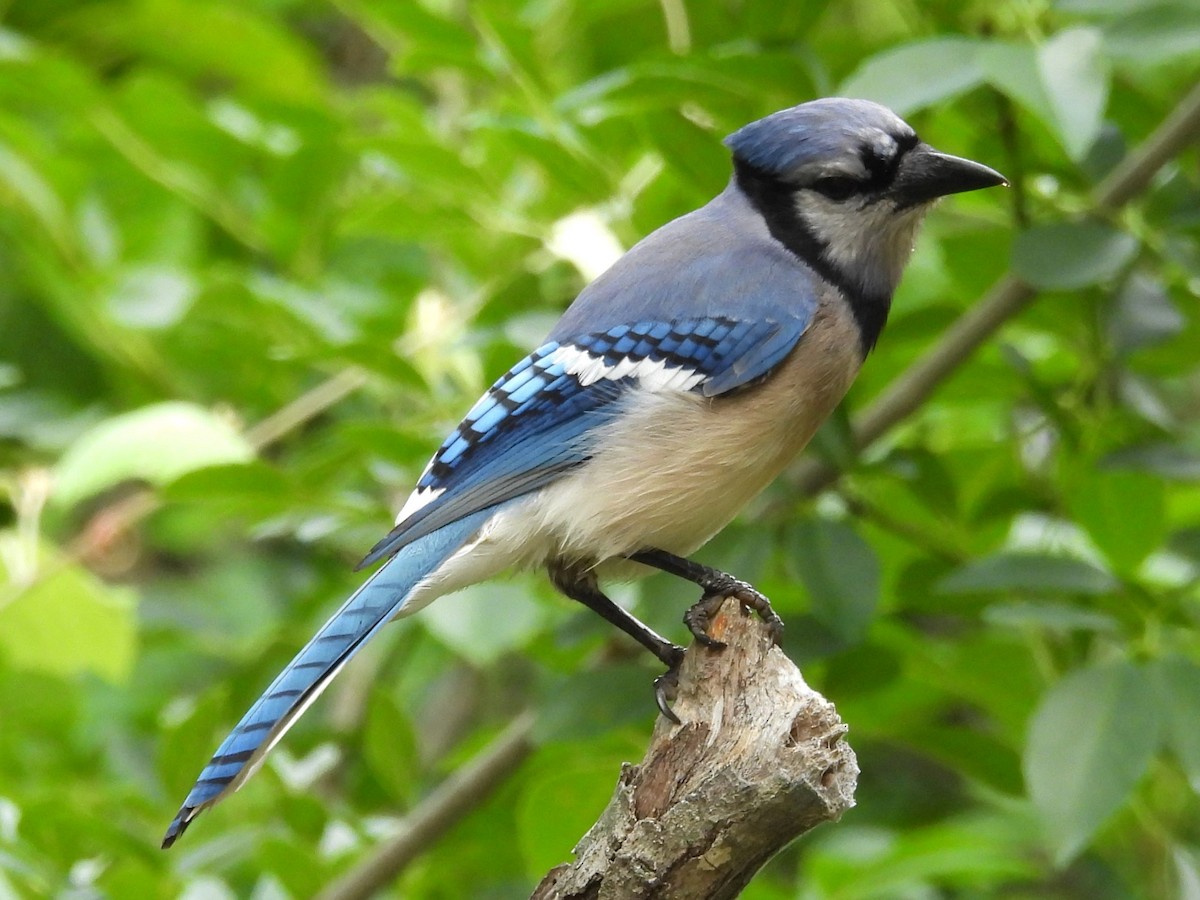 Blue Jay - Annelia Williams