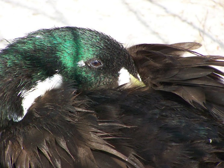 Mallard (Domestic type) - Juan Pedro Medina