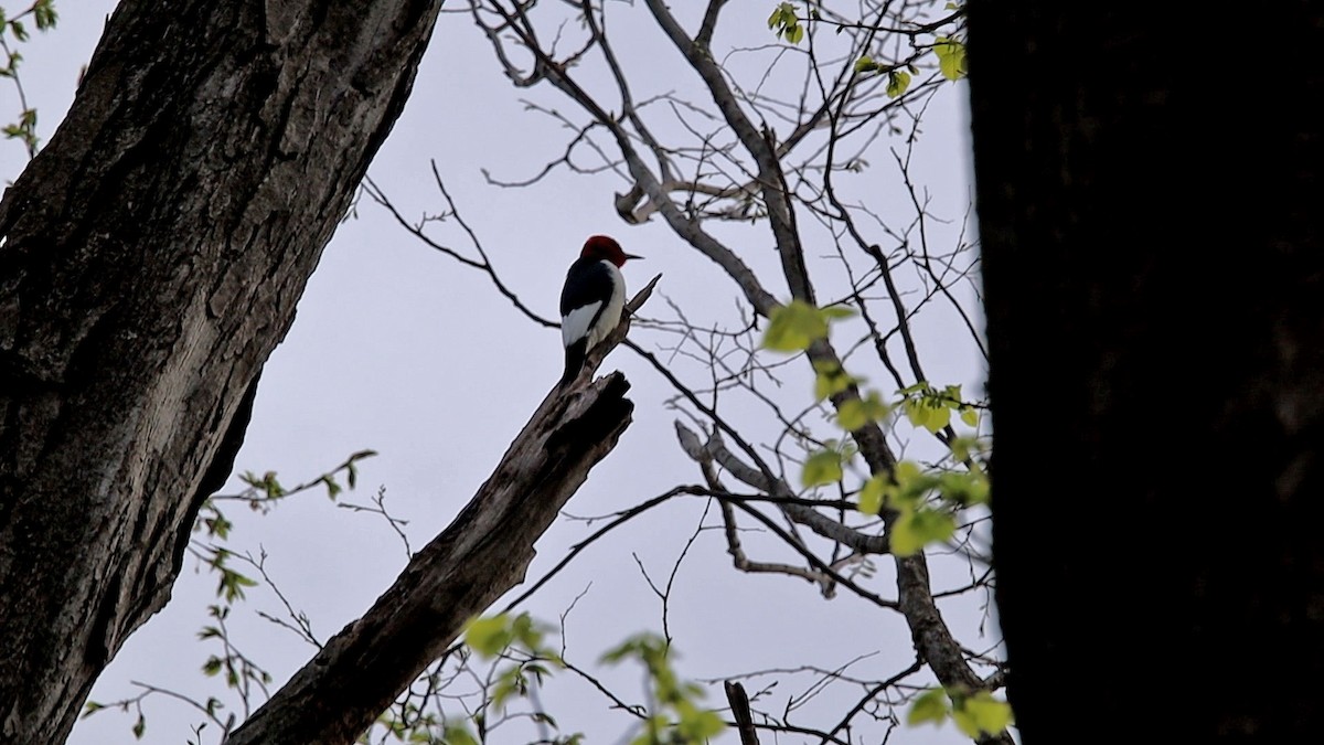 Red-headed Woodpecker - ML618282323