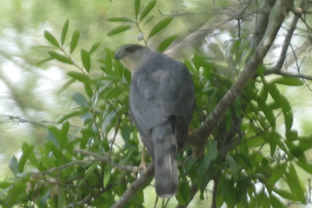 Cooper's Hawk - ML618282326