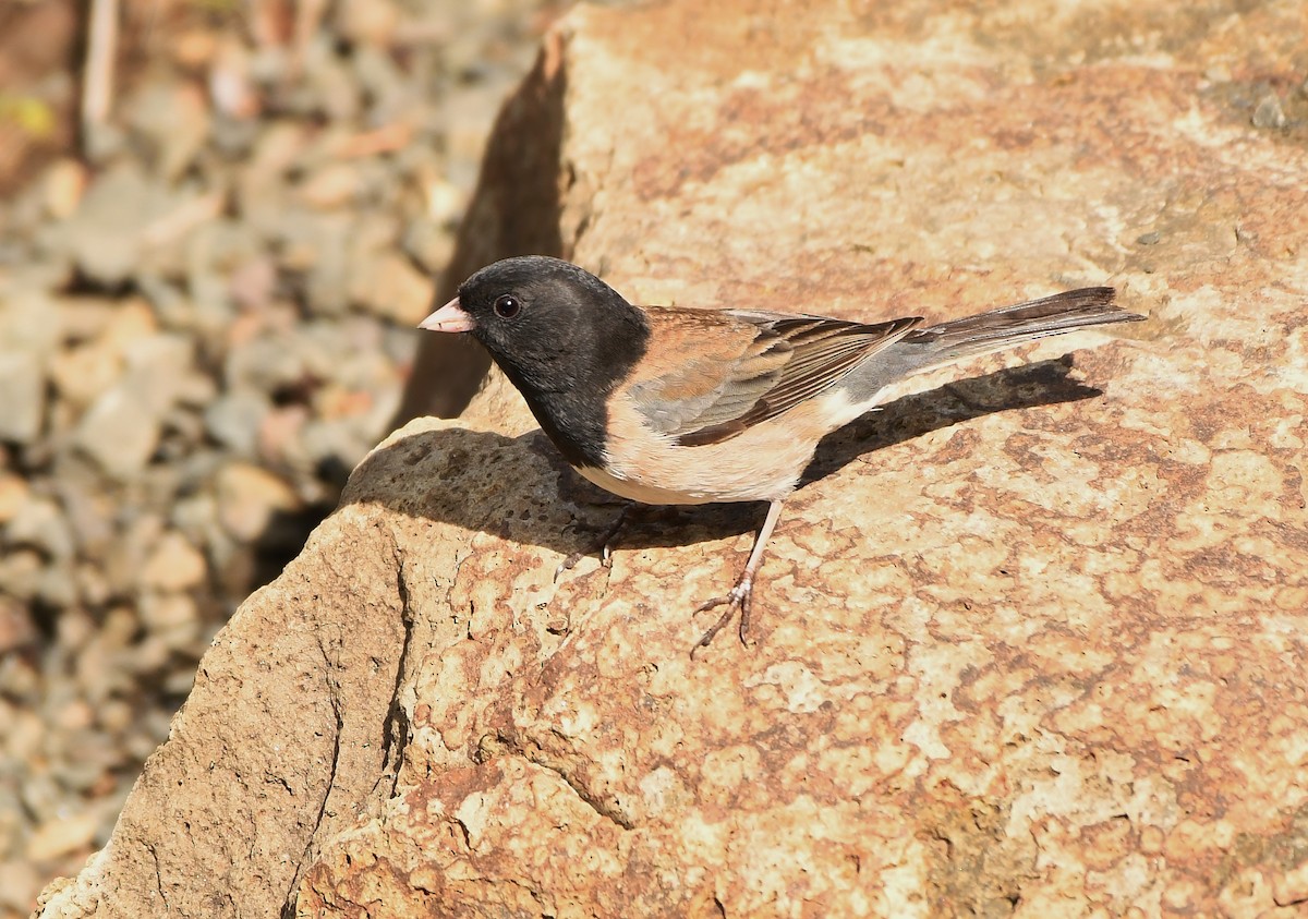 Dark-eyed Junco - Rachel Hudson