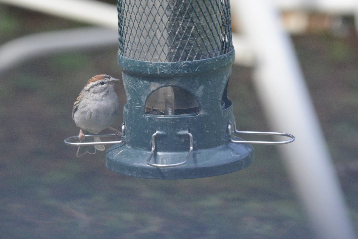 Chipping Sparrow - Julie Tremblay (Pointe-Claire)