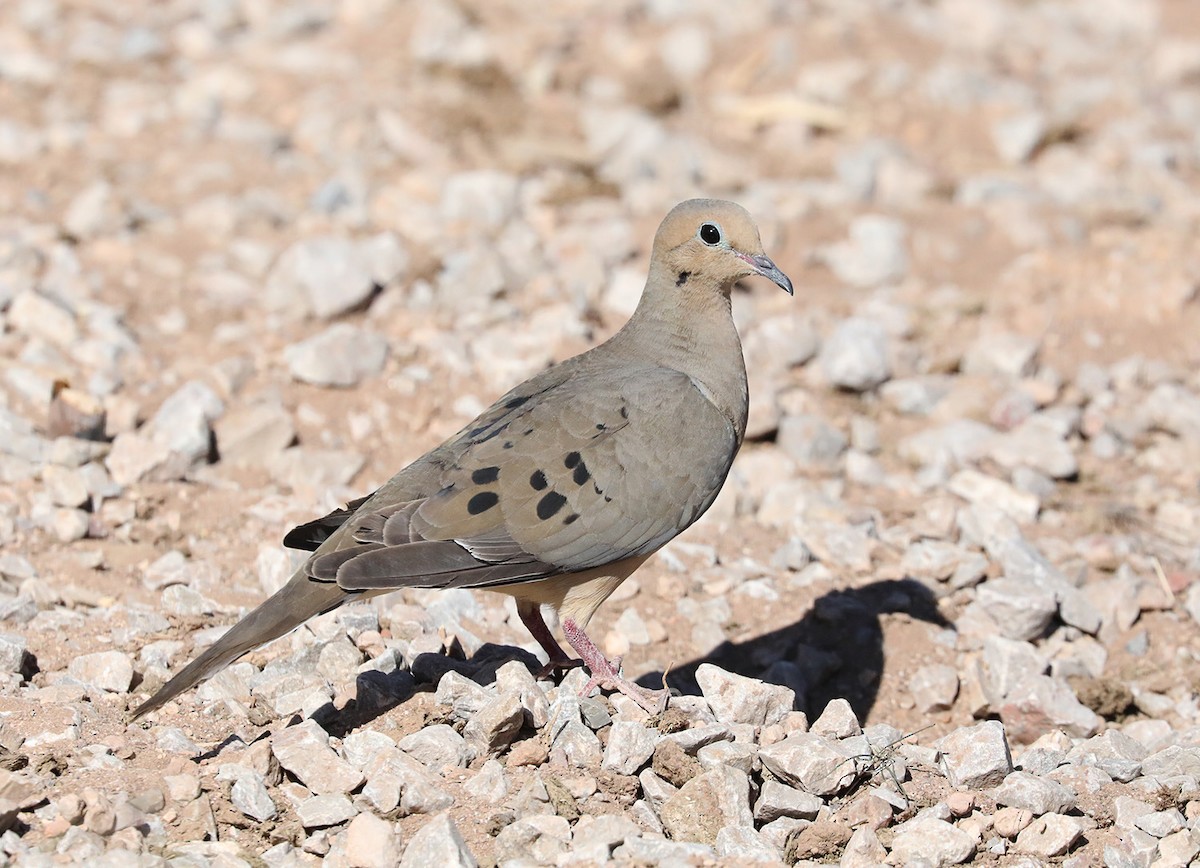 Mourning Dove - Machel Sandfort