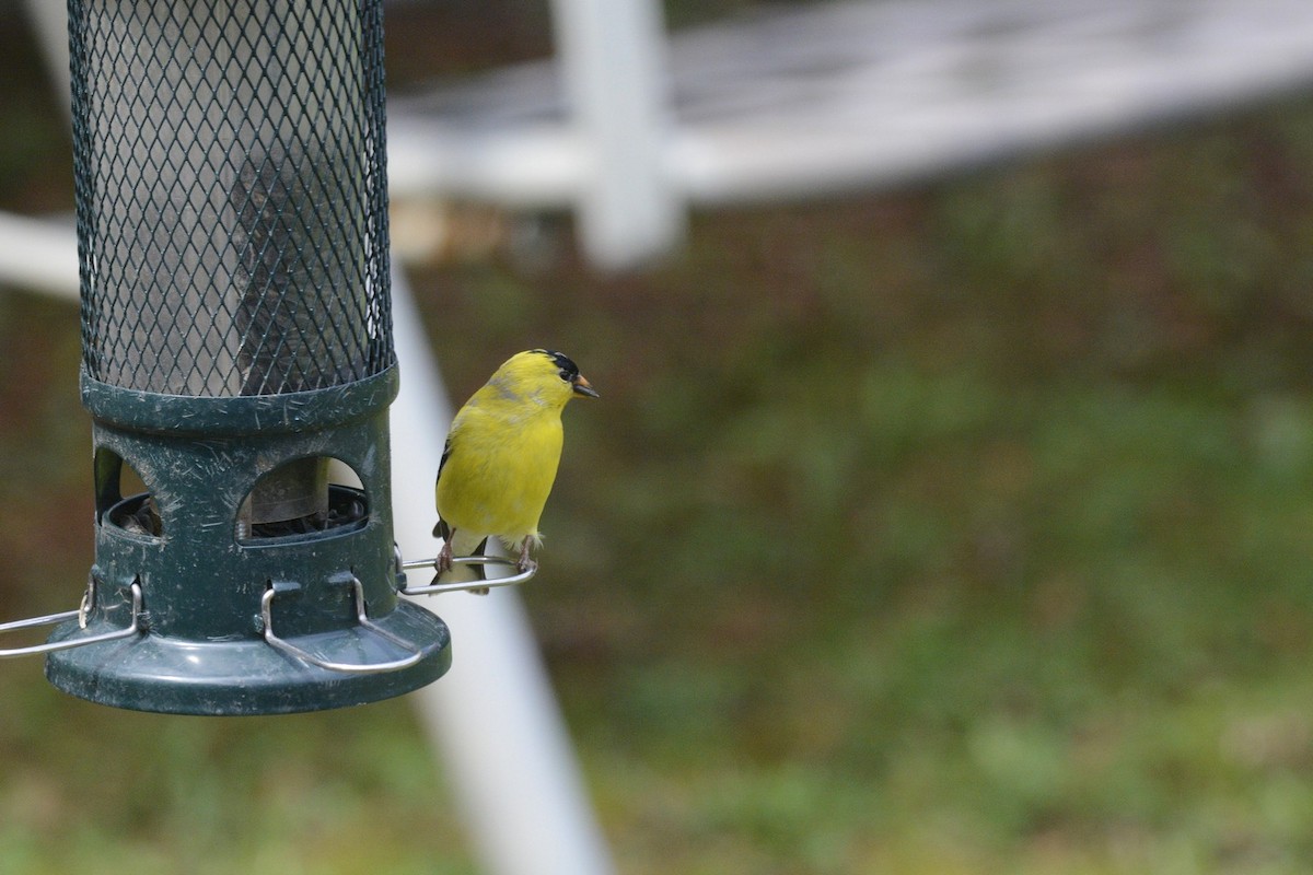American Goldfinch - Julie Tremblay (Pointe-Claire)