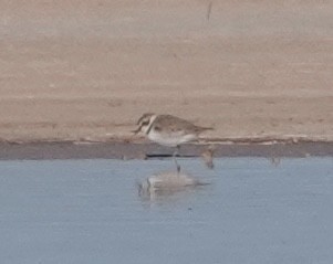 Snowy Plover - ML618282394