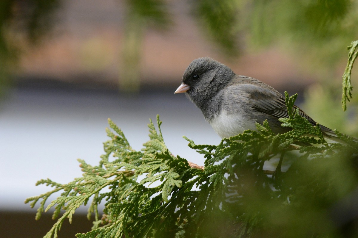 Dark-eyed Junco - Julie Tremblay (Pointe-Claire)