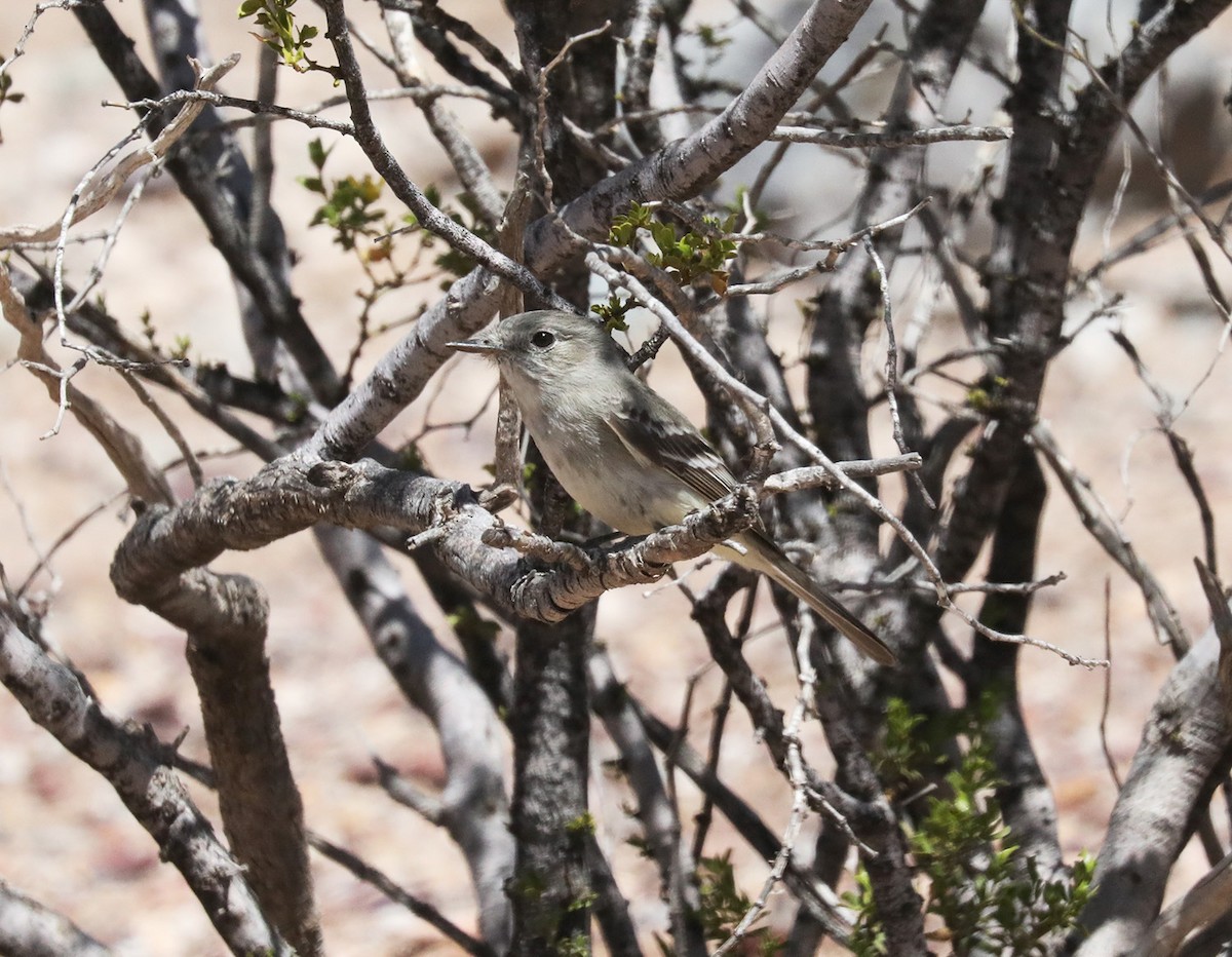 Gray Flycatcher - Machel Sandfort