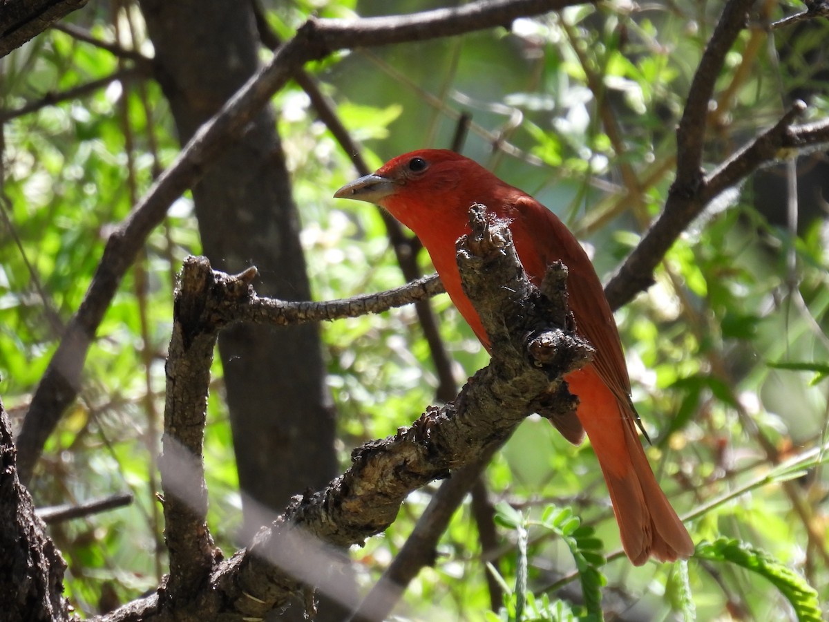 Summer Tanager - Joan K