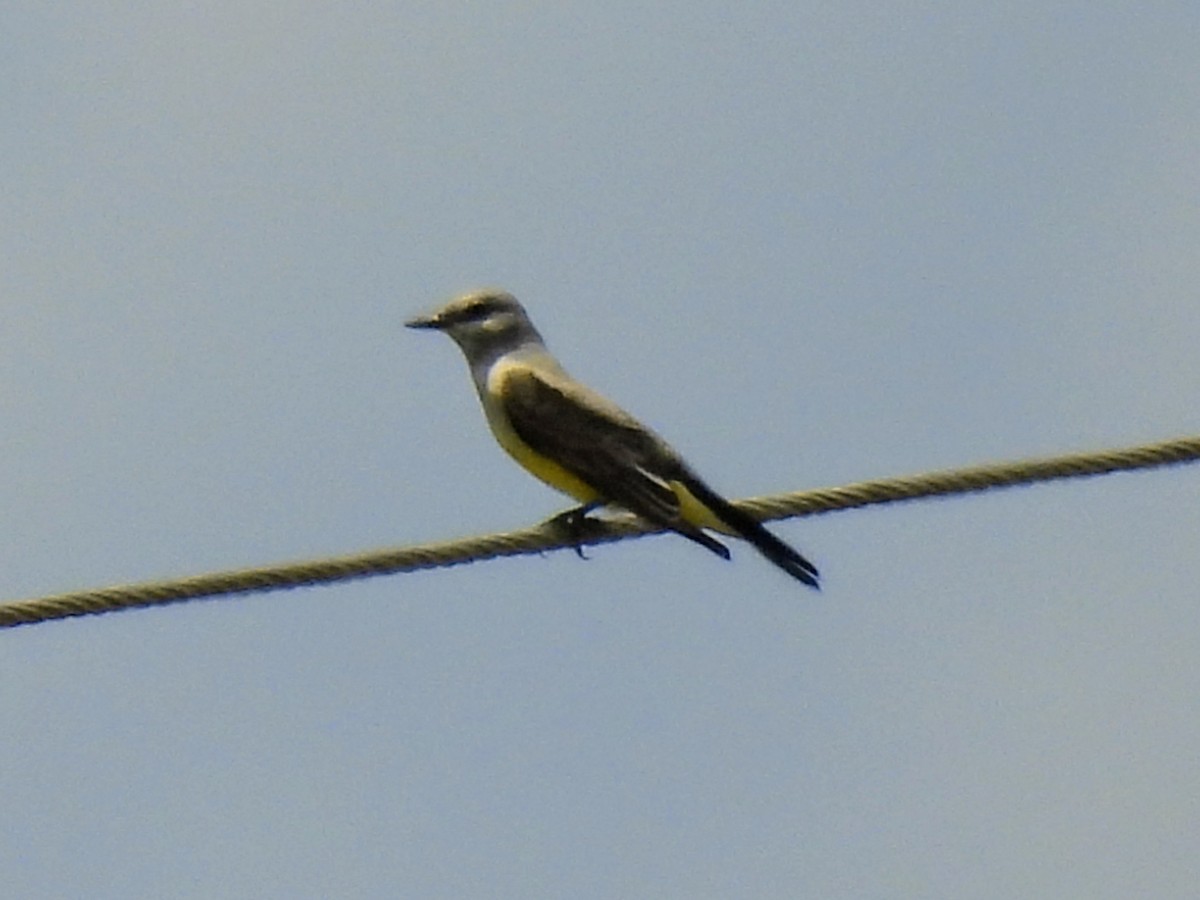 Western Kingbird - Lisa Schibley