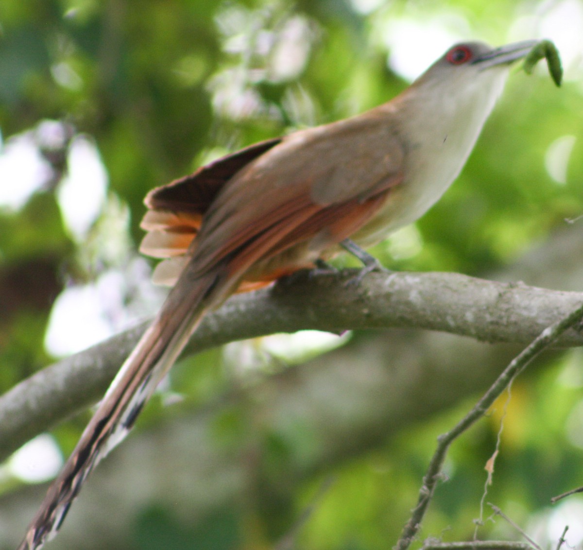 Great Lizard-Cuckoo - Serguei Alexander López Perez