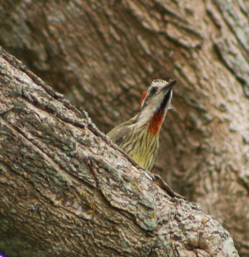 Cuban Green Woodpecker - Serguei Alexander López Perez