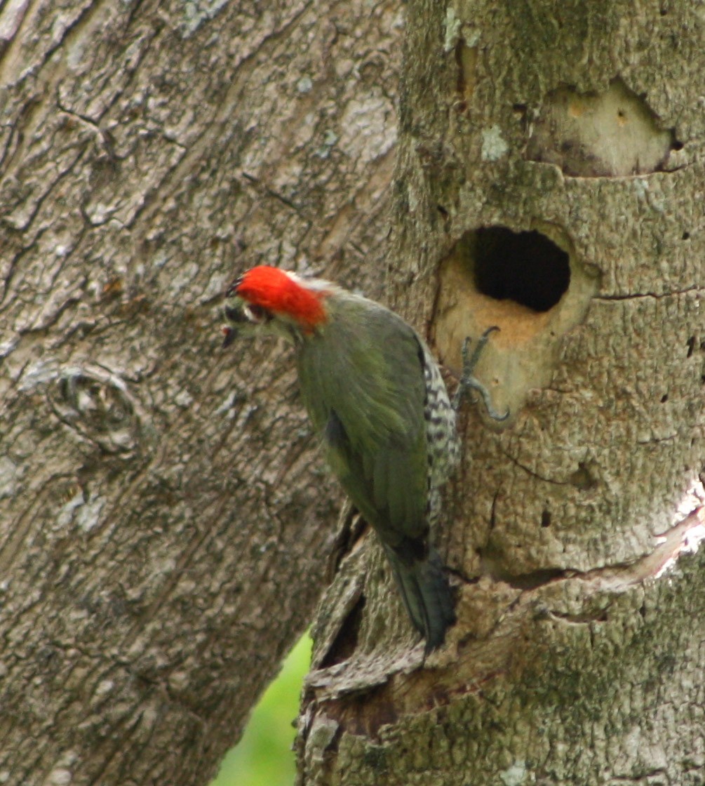 Cuban Green Woodpecker - Serguei Alexander López Perez