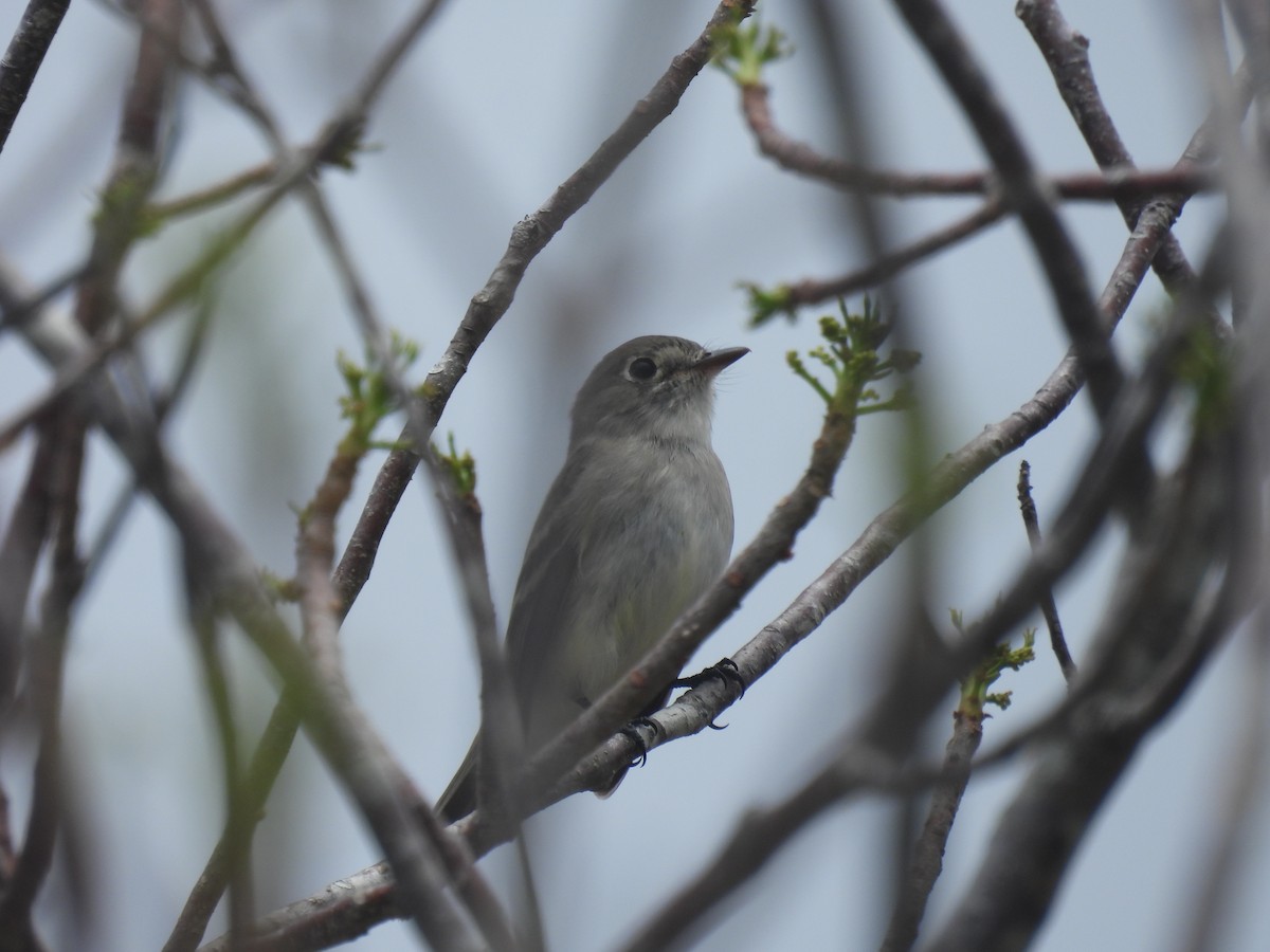 Least Flycatcher - Lisa Schibley