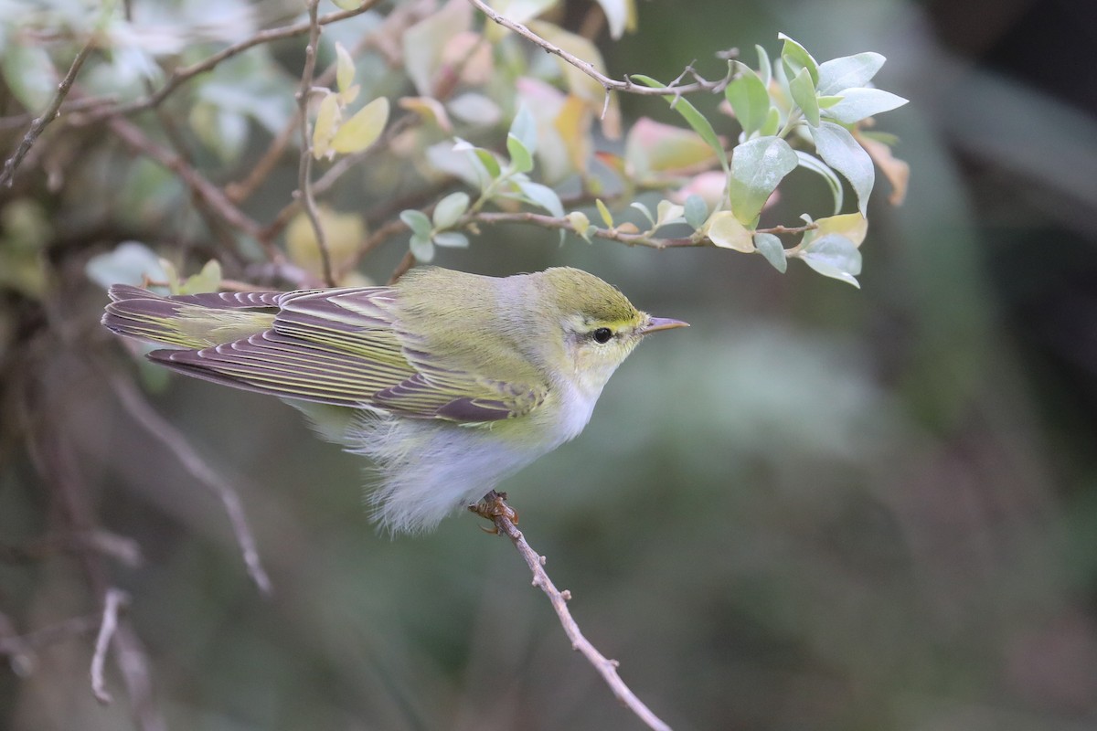 Wood Warbler - Thomas Galewski