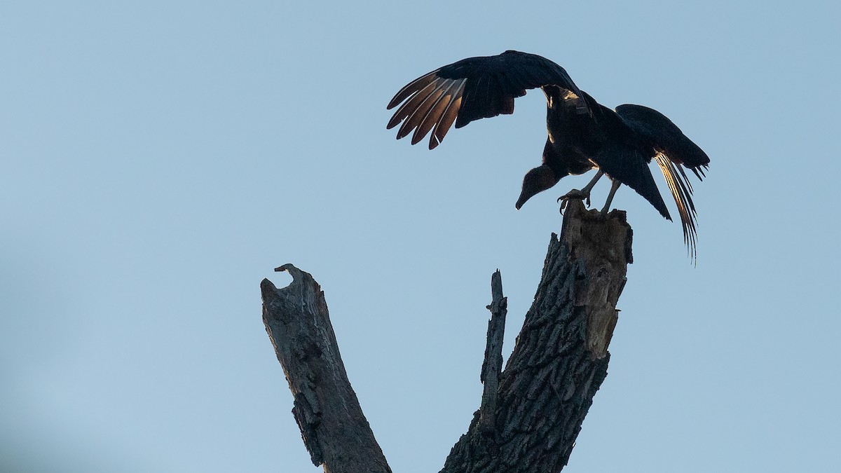 Black Vulture - Todd Kiraly