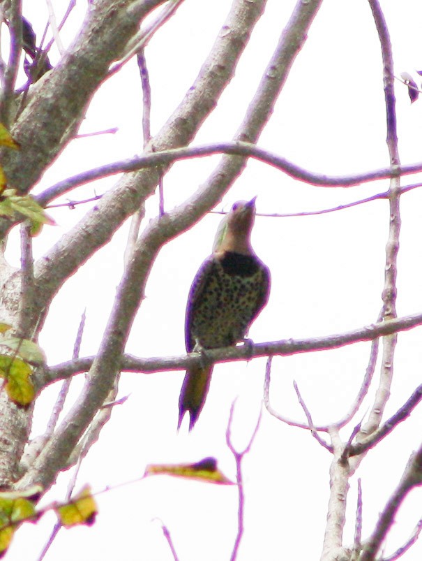 Northern Flicker - Serguei Alexander López Perez