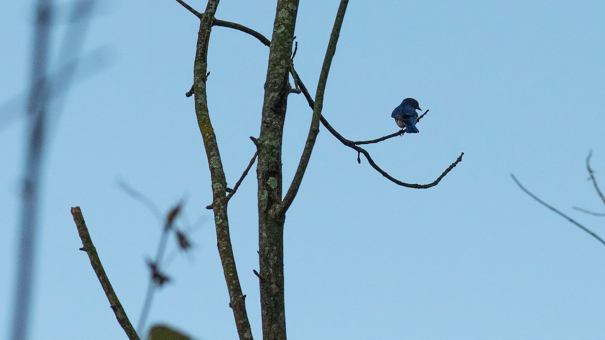 Eastern Bluebird - Todd Kiraly