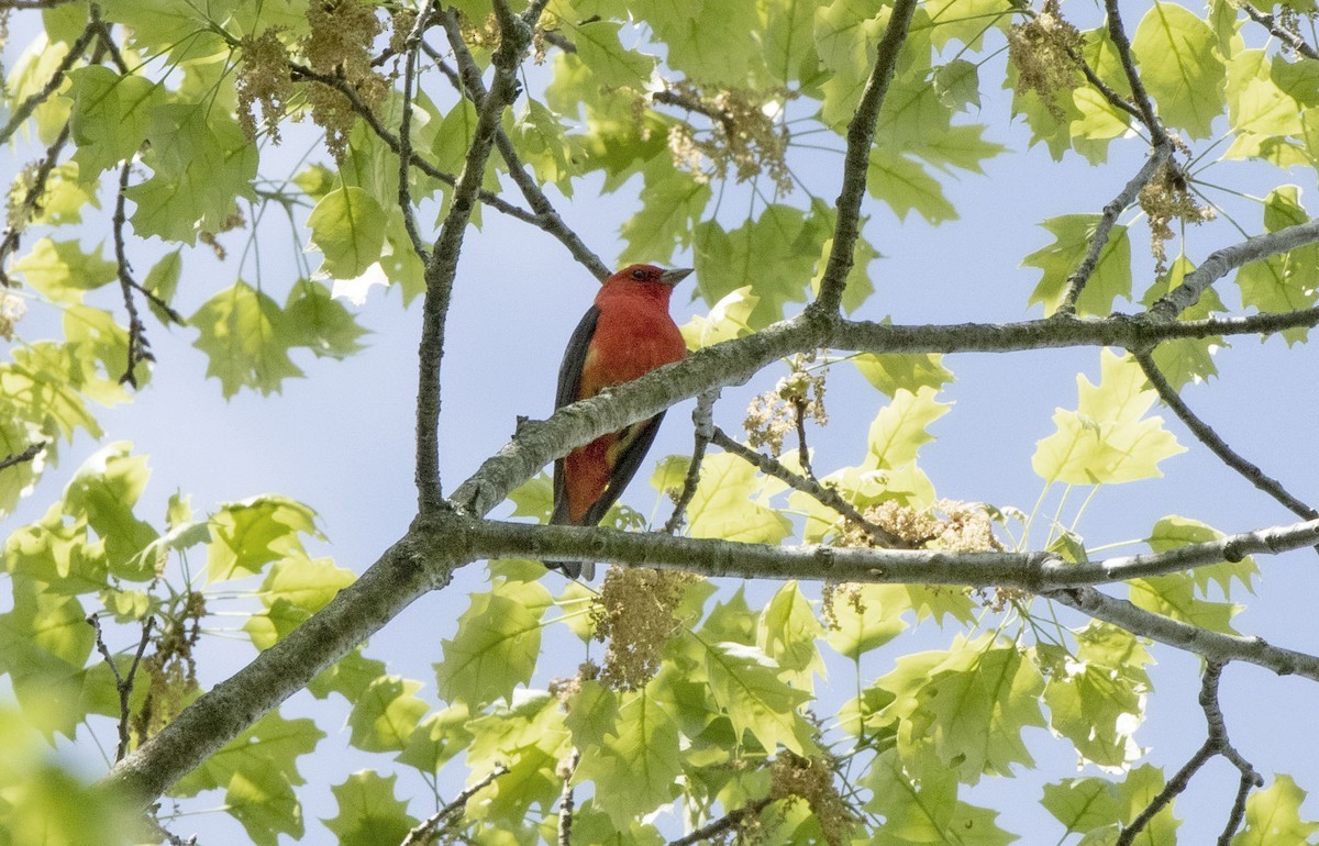 Scarlet Tanager - ML618282633