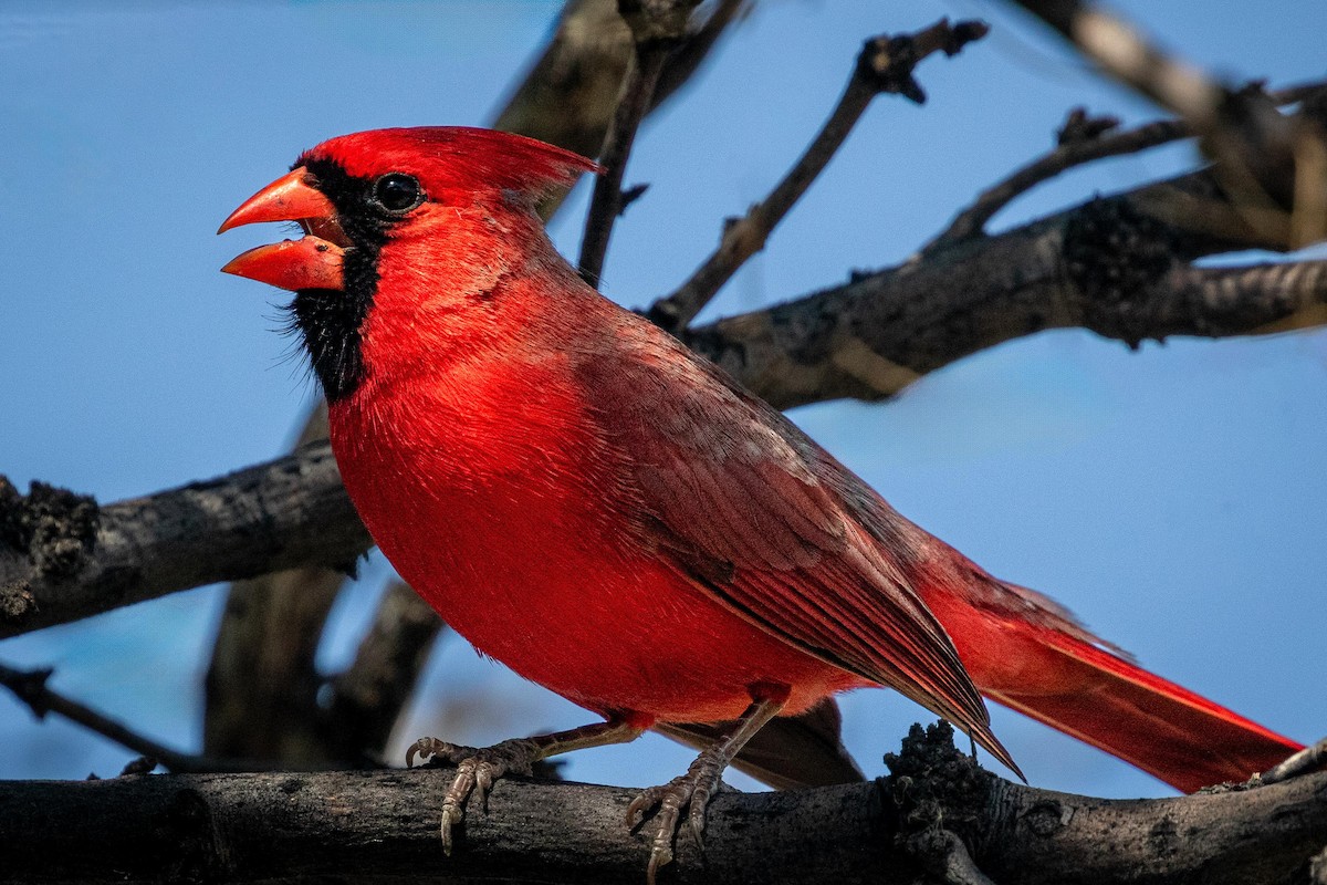 Cardinal rouge - ML618282638
